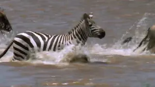 13  Great Migration  Wild Ones  Episode 11  Free Documentary Nature