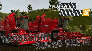 HARVESTING SUGAR BEETS - PART 1 - FARMING SIMULATOR 20