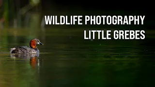 Photographing LITTLE GREBES in DERBYSHIRE - Wildlife Photography - OM System OM-1