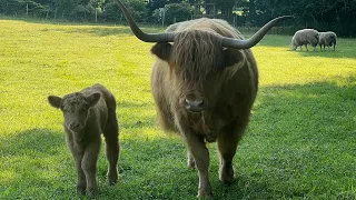 Meet the highland calves! First moments!