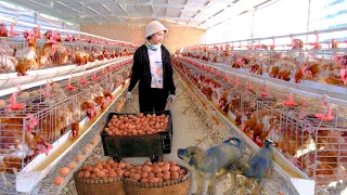 Harvesting Industrial Chicken Egg Goes To Market Sell - Chicken Eggs With Soy Sauce, Egg Soup