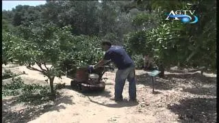 Lavoro di potatura al giardino della Kolymbetra News-AgrigentoTV