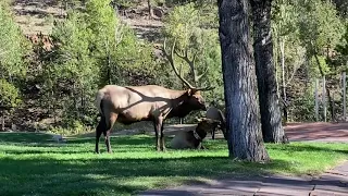 Elk rut begins Sept1, 2020