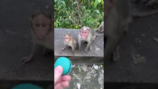 Monkeys eating Macaroons