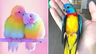 Baby Animals 🔴 Funny Parrots and Cute Birds Compilation (2021) Loros Adorables Recopilación #12