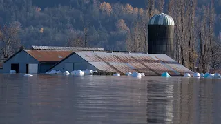 B.C. farmers band together to care for animals left behind amid flooding