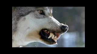 The Most Extreme Predators Animals National Geographic Wild 720p - Documenatry & Discovery ™ HD