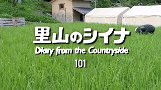 田舎暮らし 101：15時間かけて田んぼの草取り / 秘境 飯田線 電車の旅