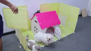 DIY - How To Build Wooden House for Pomeranian Poodle dogs & USA cats - Mr Pet Family #4