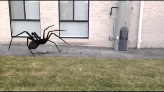 Action Movie FX BIG GIANT SPIDER WHAT WILL YOU DO IF THIS HAPPENED!!!!!!!