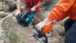 STIHL MS 362.59 cm3. VS MAKITA 6100 P. 61 cm3.( 2 good weapons for this type of wood.