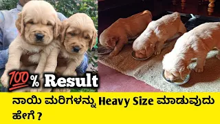 ನಾಯಿ ಮರಿಗಳನ್ನು Heavy Size ಮಾಡುವುದು ಹೇಗೆ | Best Food For puppies | Dog Food | Pet care kannada