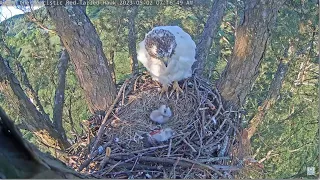 Angel The Leucistic Hawk ~ Angel Feeds Breakfast To Her Chick! Tom's Brief Visit To Nest 5.1.23