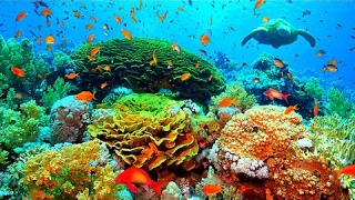 The Great Barrier Reef | Old Australian Documentary | Underwater Coral Sea Life | Down Under