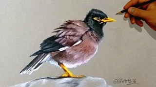 Mayna Bird - Drawing A Mayna Bird With Simple Colored Pencils |