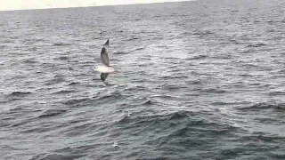 Northern Fulmar in flight