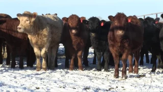 Beef School Ep 4  - Heifer Selection