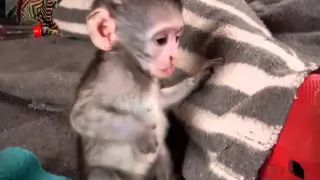 Vervet Monkey Babies