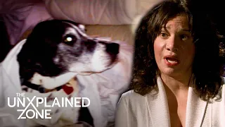 This Dog Sees DECEASED Owner (Season 3) | My Ghost Story | The UnXplained Zone