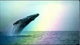 Whales & Dolphins ~ Natural Sounds