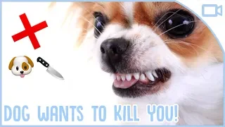 Why Your Dog is Plotting to Kill You (6 Things Your Dog Hates About You)