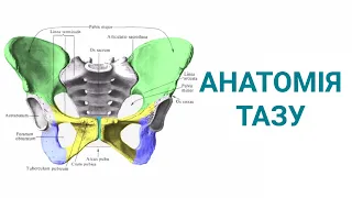 Анатомія тазу