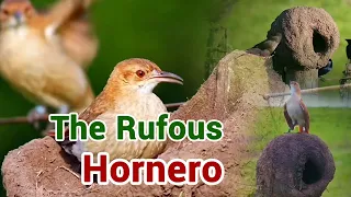 Rufous Hornero Bird Building Nest | Rufous Hornero Nido De Construcción De Aves