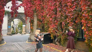 KENSINGTON London Walk 🍁 Kynance Mews Red Ivy Leaves on a Grey Autumn Day