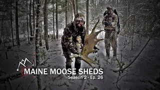 Blizzard of sheds! Maine Shed Hunting