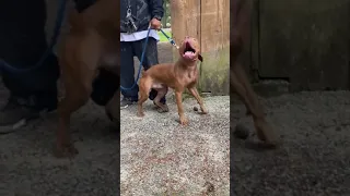 Real American pitbull terrier