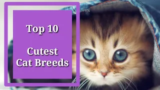 Top 10 cutest cat breeds #usapanghayoptv #cat #catlover #catbreed #catvideos