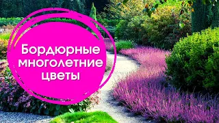 БОРДЮРНЫЕ ЦВЕТЫ 🌸МНОГОЛЕТНИКИ ДЛЯ БОРДЮРА