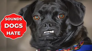 20 Sounds Dogs Hate To Hear | Things Dogs Hate To Hear