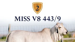 Lot 2 Comments - Miss V8 443/9 Brahman Heifer from Made for Magic III Online Sale