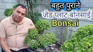 बहुत पुराने जेड प्लांट बोनसाई || Jade Plant Bonsai  Making Tips ||