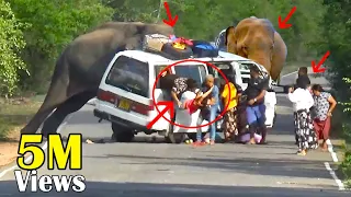 Heart-Pounding Elephant Attack: Van Passenger's Incredible Survival Story