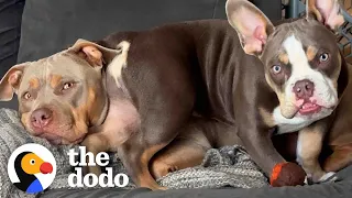 Pittie Doesn’t Want To Share Her Grandma With Puppy Brother | The Dodo