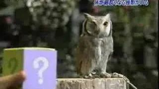 Owls' reaction when scared