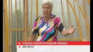 Голова садовая. Чем подкармливать огурцы в теплице