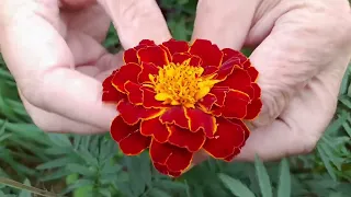 Лікарські рослини: чорнобривці (Tagetes)