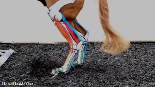 Equine Biomechanics: The Lower Limb in Action