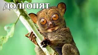 Tarsier: Pet of the Forest Spirits | Interesting facts about primates