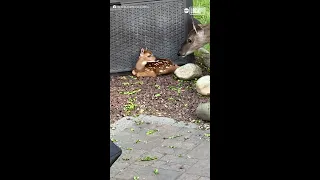 Deer shows off baby to human friend