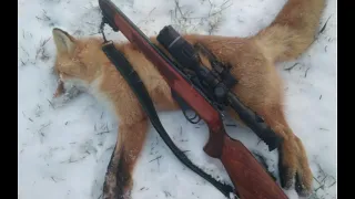 Охота. Лис пришел в деревню за своей подругой. Добыл две лисы.