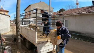 DEPREMZEDELER İÇİN YARDIM - KUZU ( koyun kuzu videoları , kurbanlık indirme yükleme, koyun çiftliği