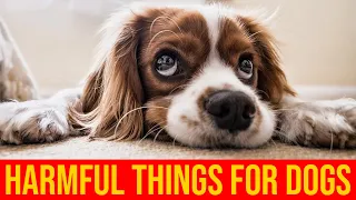 10 Harmful Things You Do To Your Dogs Without Realizing It