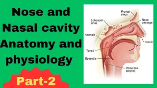 Nose and Nasal cavity Anatomy and physiology in Urdu/Hindi| Nasal conchae | Respiratory organs