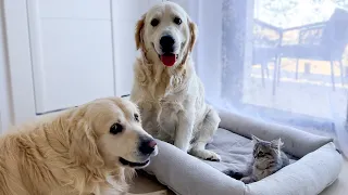 Golden Retriever Shocked by Another Dog and a Kitten Occupying his Bed!