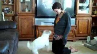 I want this Dog Useful Dog  .. Performed By Jesse