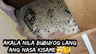 Akala nila bubuyog Lang Ang kumakaluskos sa kanilang kisame?!